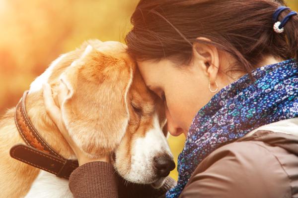 Het gedrag van je hond na de scheiding