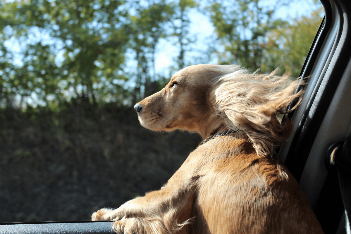 Ervaring Bachbloesems wagenziek hond-min (1).png