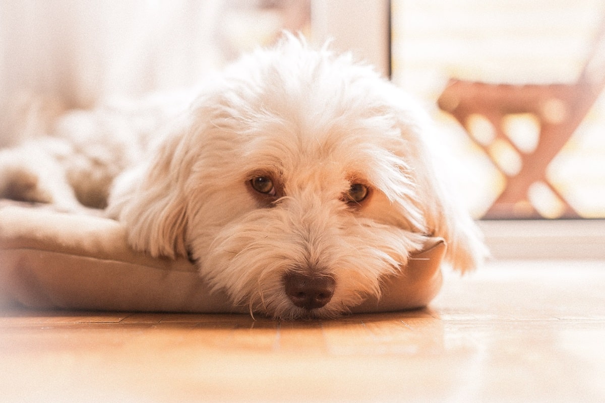 Ervaring Finn met Bach Bloesem Mix hond plast in huis.jpg
