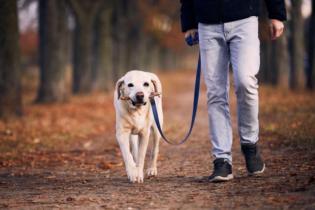 Hond aan de lijn leren lopen.jpg