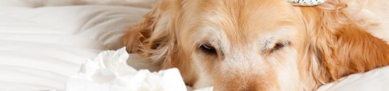 Was tun, wenn der Hund häufig erbricht?