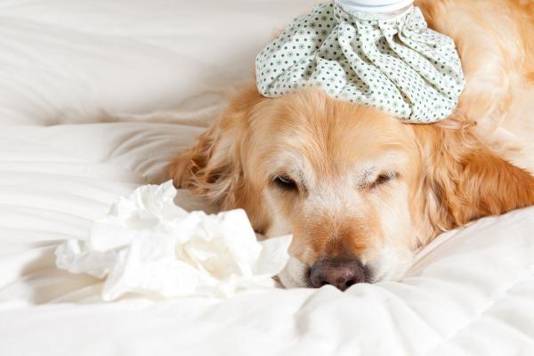 Was tun, wenn der Hund häufig erbricht?