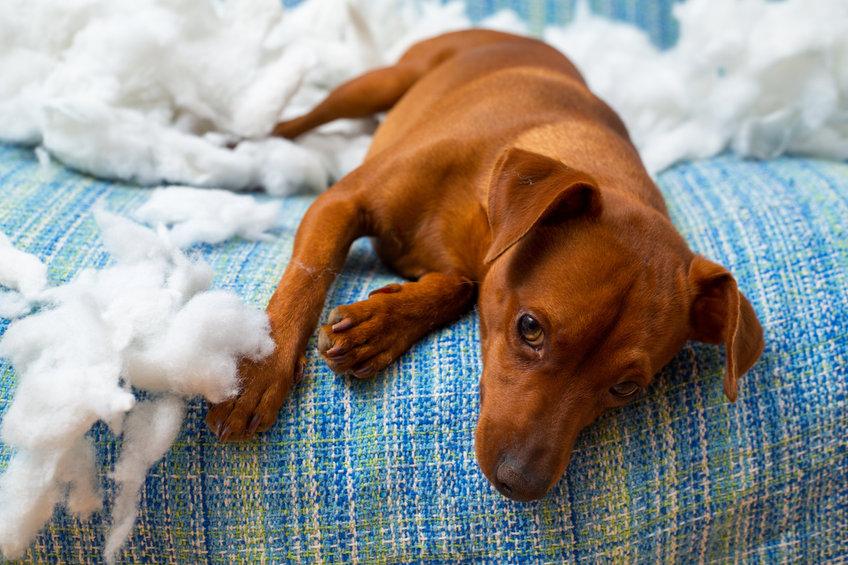 Verlatingsangst hond hond sloopt alleen thuis.jpg