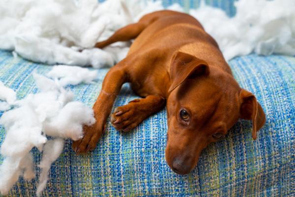 6 Tipps gegen Trennungsangst beim Hund