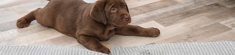 Puppy zindelijk maken: wat als het niet lukt?