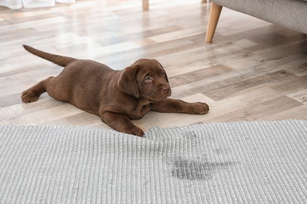 Puppy zindelijk maken: wat als het niet lukt?