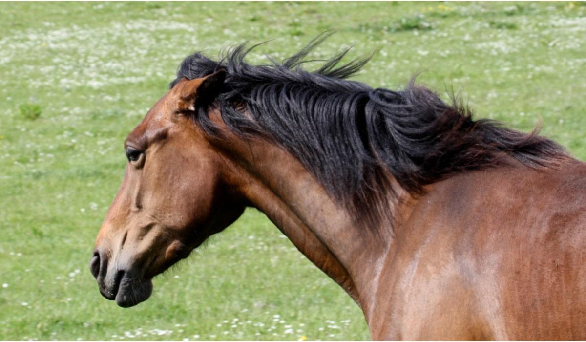 Agressief paard-min.jpg