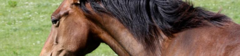 Dominantie bij paarden: herken de signalen