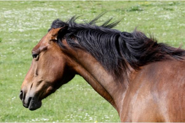 Dominantie bij paarden: herken de signalen