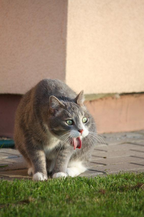 braken kat