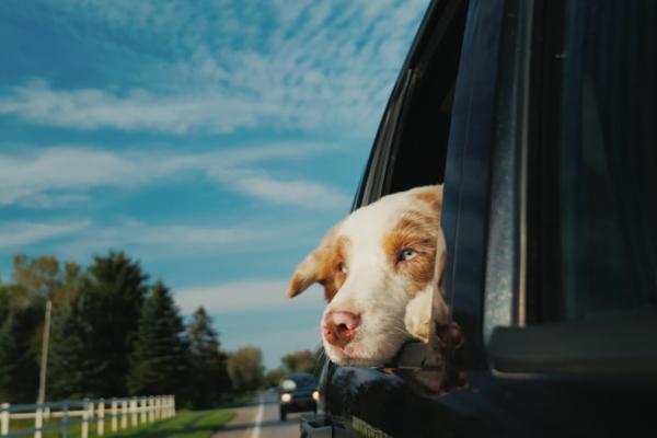 Mijn hond is wagenziek, wat kan ik doen?
