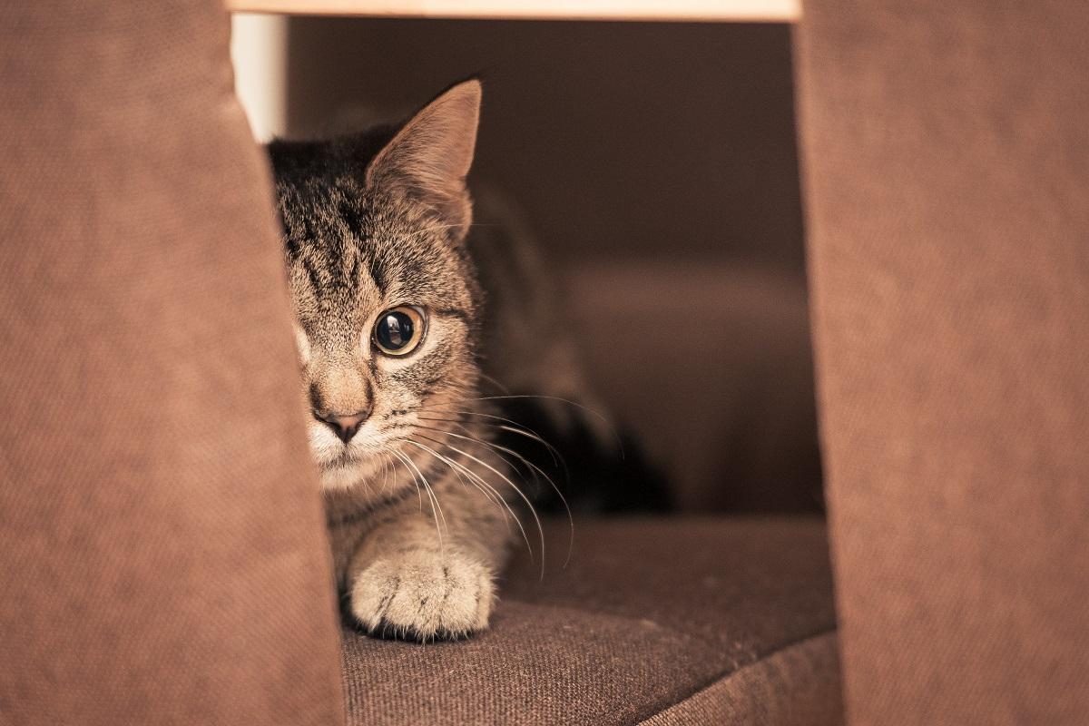 Katze Angst vor anderen Katzen.jpg