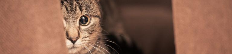Meine Katze hat Angst vor anderen Katzen (5 Tipps)