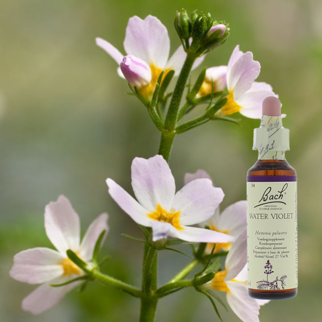 Water Violet - Wasserschwertlilie