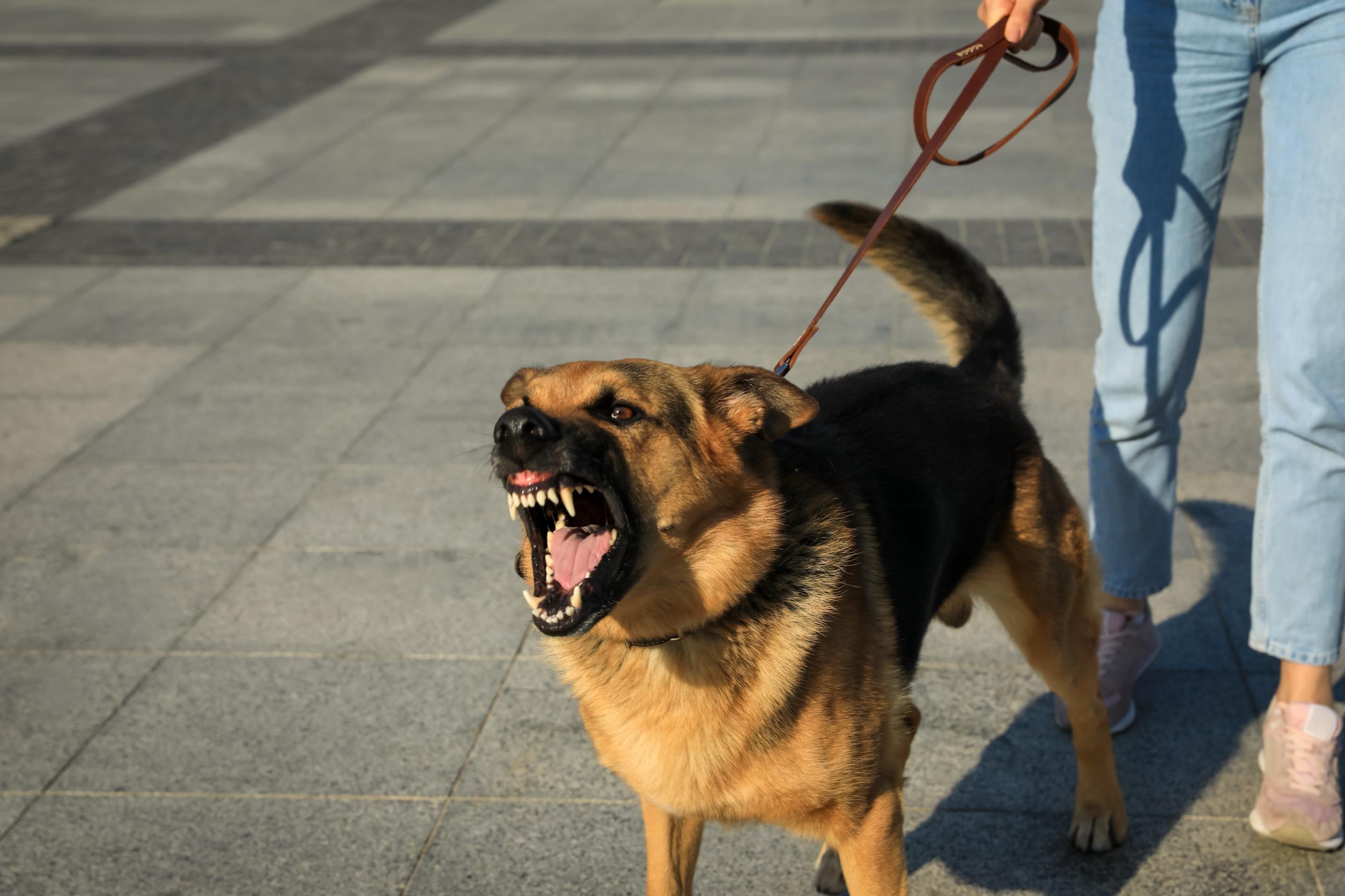 Agressie hond afleren tips en medicatie.jpg