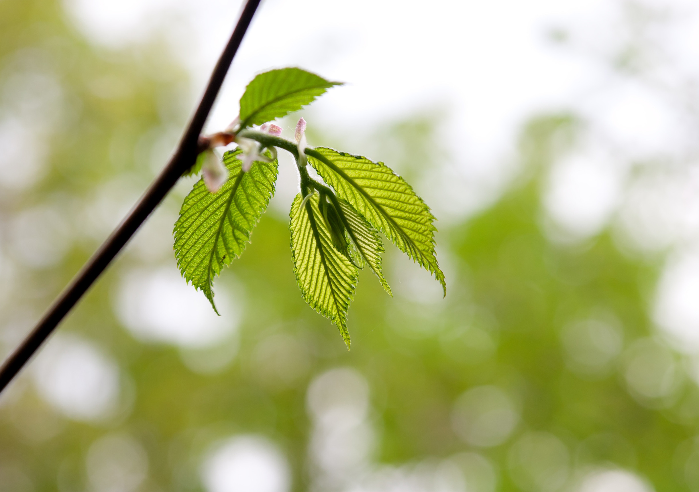 Bachbloesem Hornbeam haagbeuk waar te koop.jpg