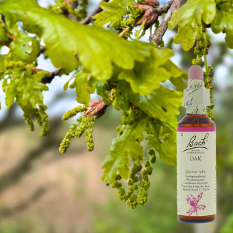 Bachbloesem oak eik kopen inhoud 50 ml bestellen bachbloesems.jpg