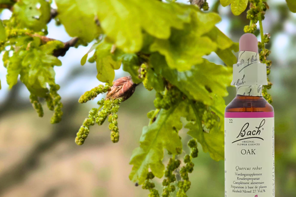 Bach Bloesem Remedie Oak