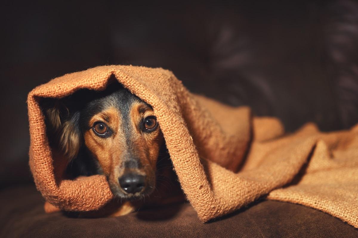 Hund zittert Angst Stress.jpg