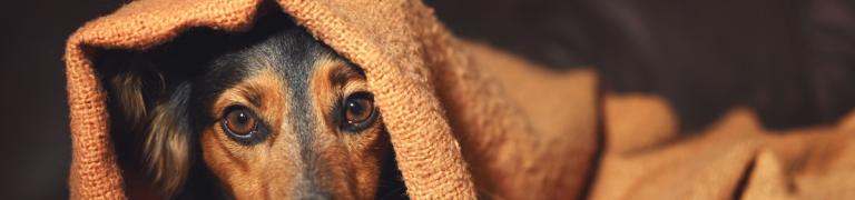 Mein Hund zittert: Mögliche Ursachen und Lösungen
