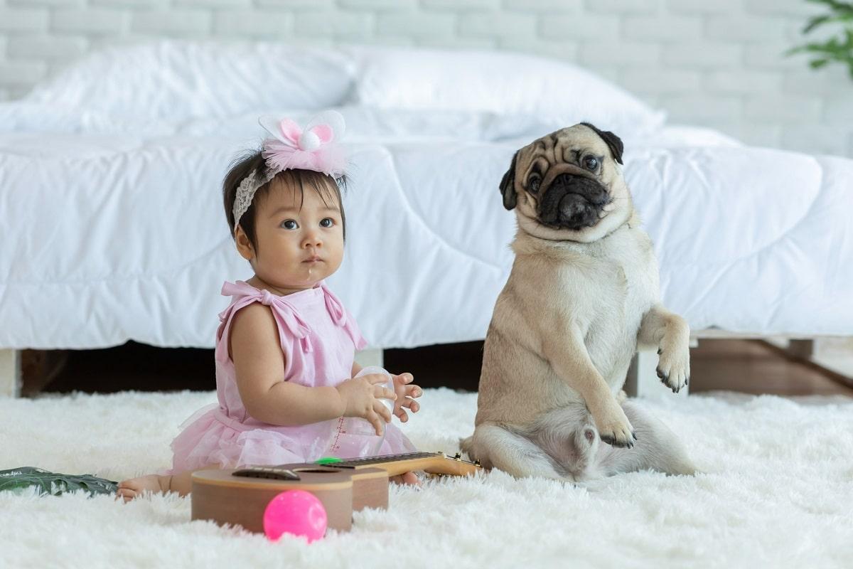 Hund und Baby aneinander gewöhnen.jpg