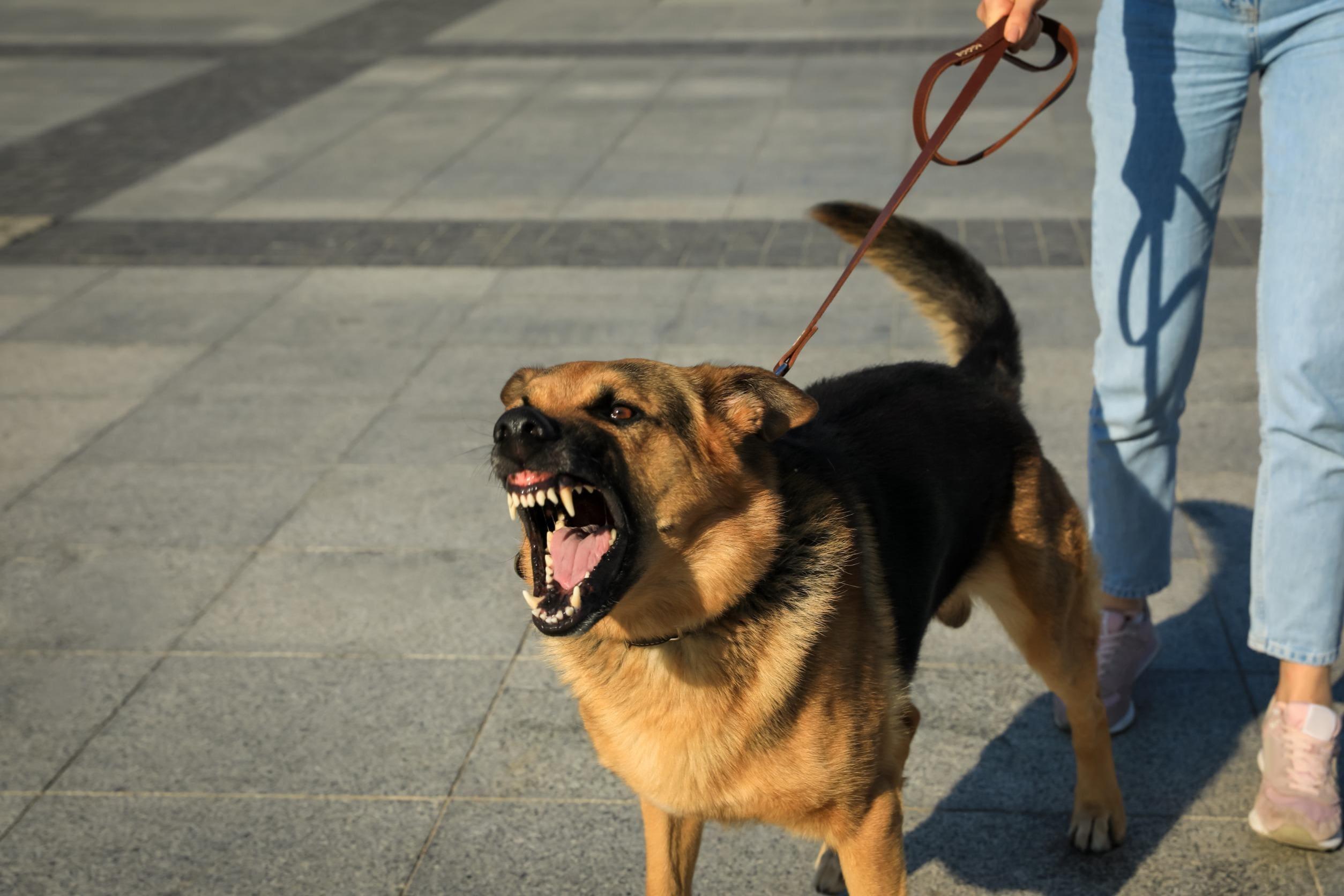 mon chien est agressif
