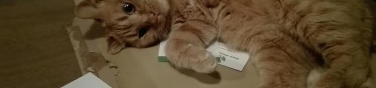 Hilfe, meine Katze ist hypersensibel!