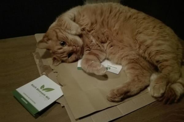 Hilfe, meine Katze ist hypersensibel!