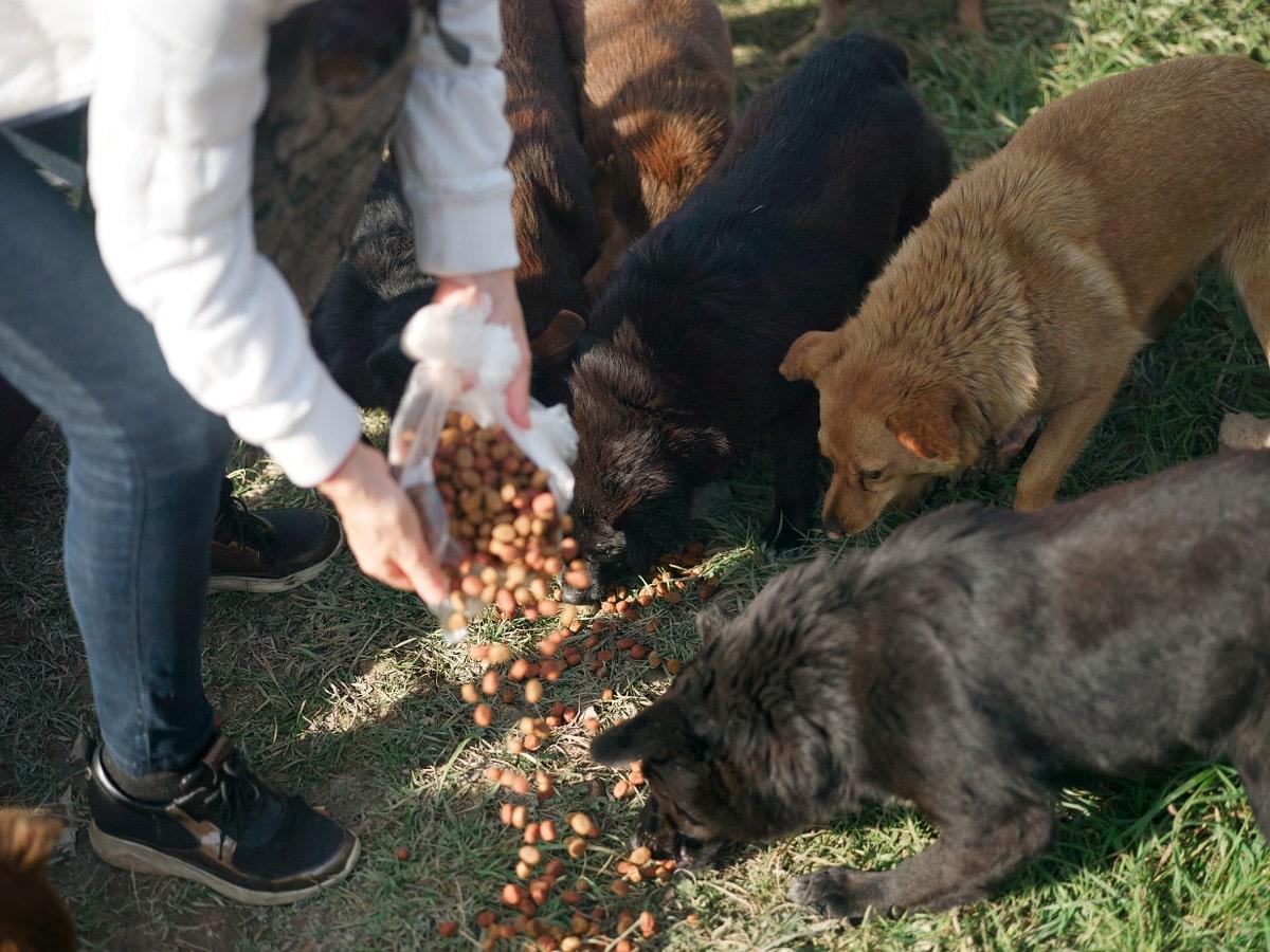 Hund Futterneid.jpg