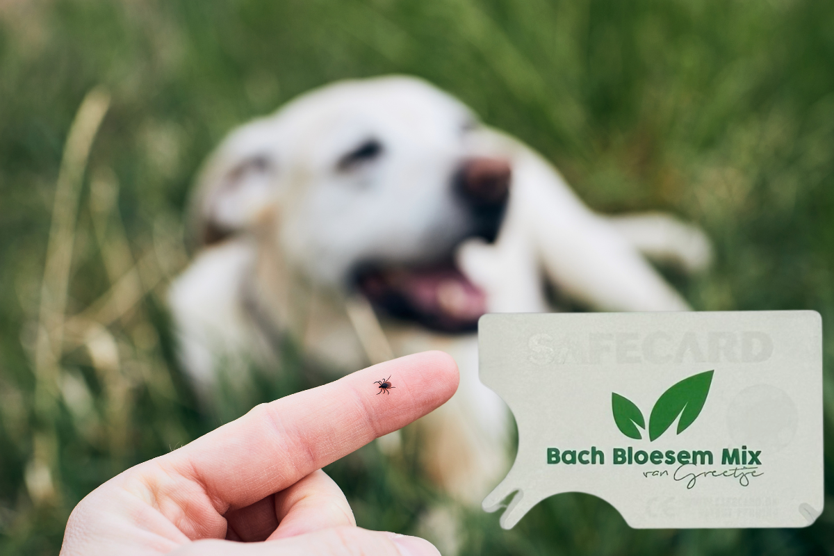 Hond en tekenkaart.png