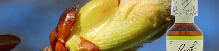 Chestnut Bud helpt je om oude patronen te doorbreken