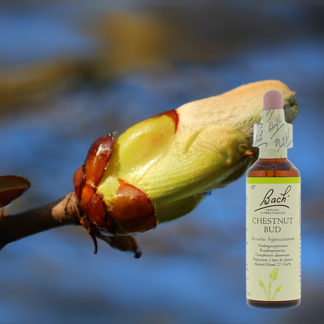 Chestnut Bud - Rosskastanienknospe