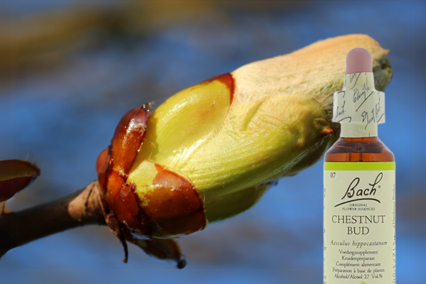 Altijd je sleutels of iets anders kwijt? Bachbloesem Chestnut Bud helpt!