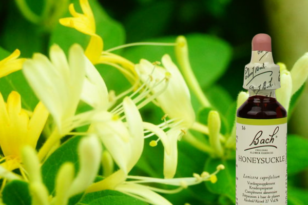 Honeysuckle in het NU