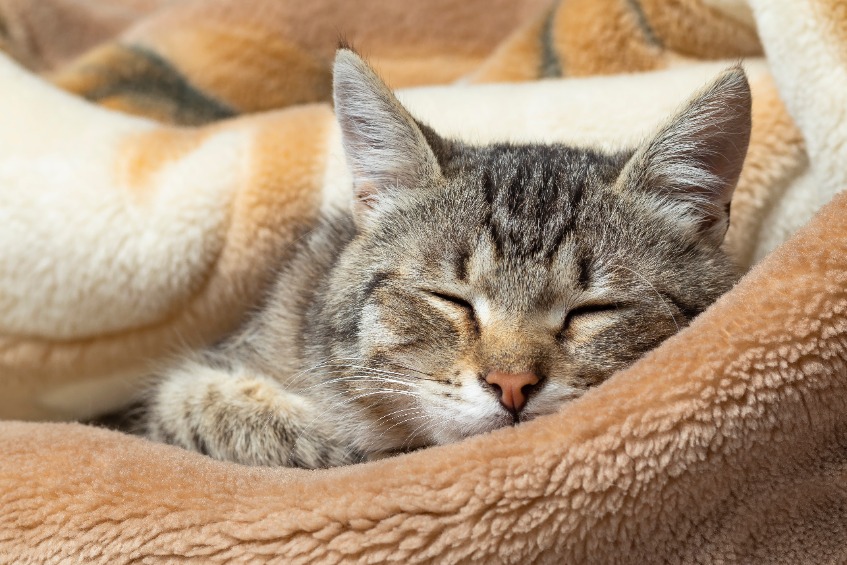 Katten in huis plassen .jpg