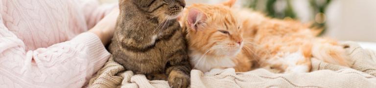 Nieuwe kat in huis