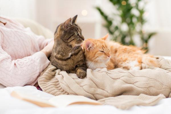 Nieuwe kat in huis