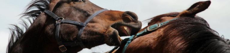 Bach Bloesem Mix Agressie & dominantie paard
