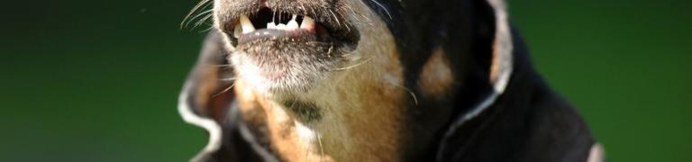 Hond blaft bij geluiden