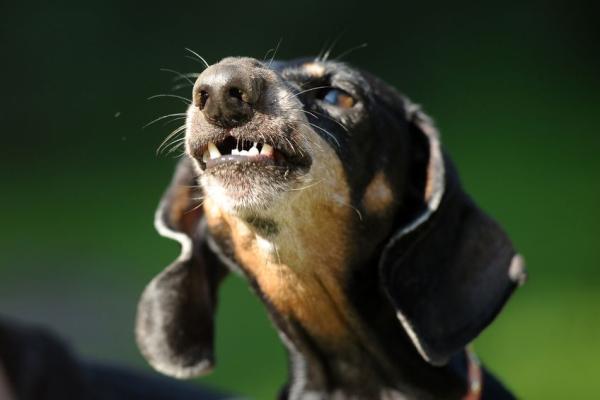 Hond blaft bij geluiden