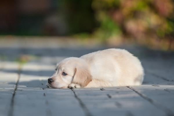 Loopsheid bij honden: 10 tips!