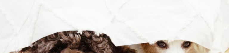 Hund hat Angst vor Feuerwerk: 3 bewährte Tipps für Hundebesitzer