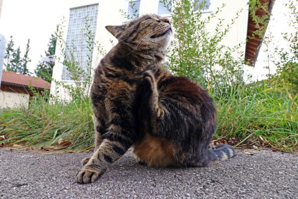 Allergie bij katten
