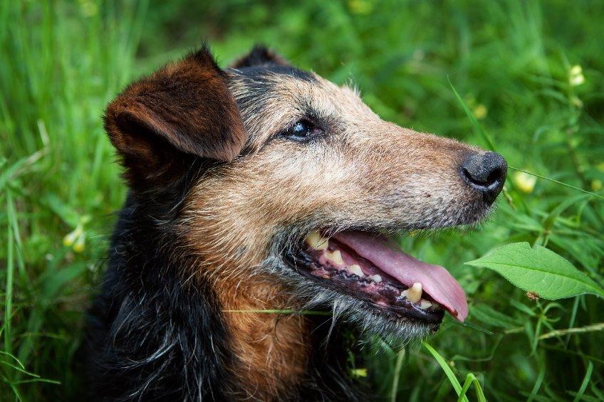 Waarom jankt een oude hond dement.jpg