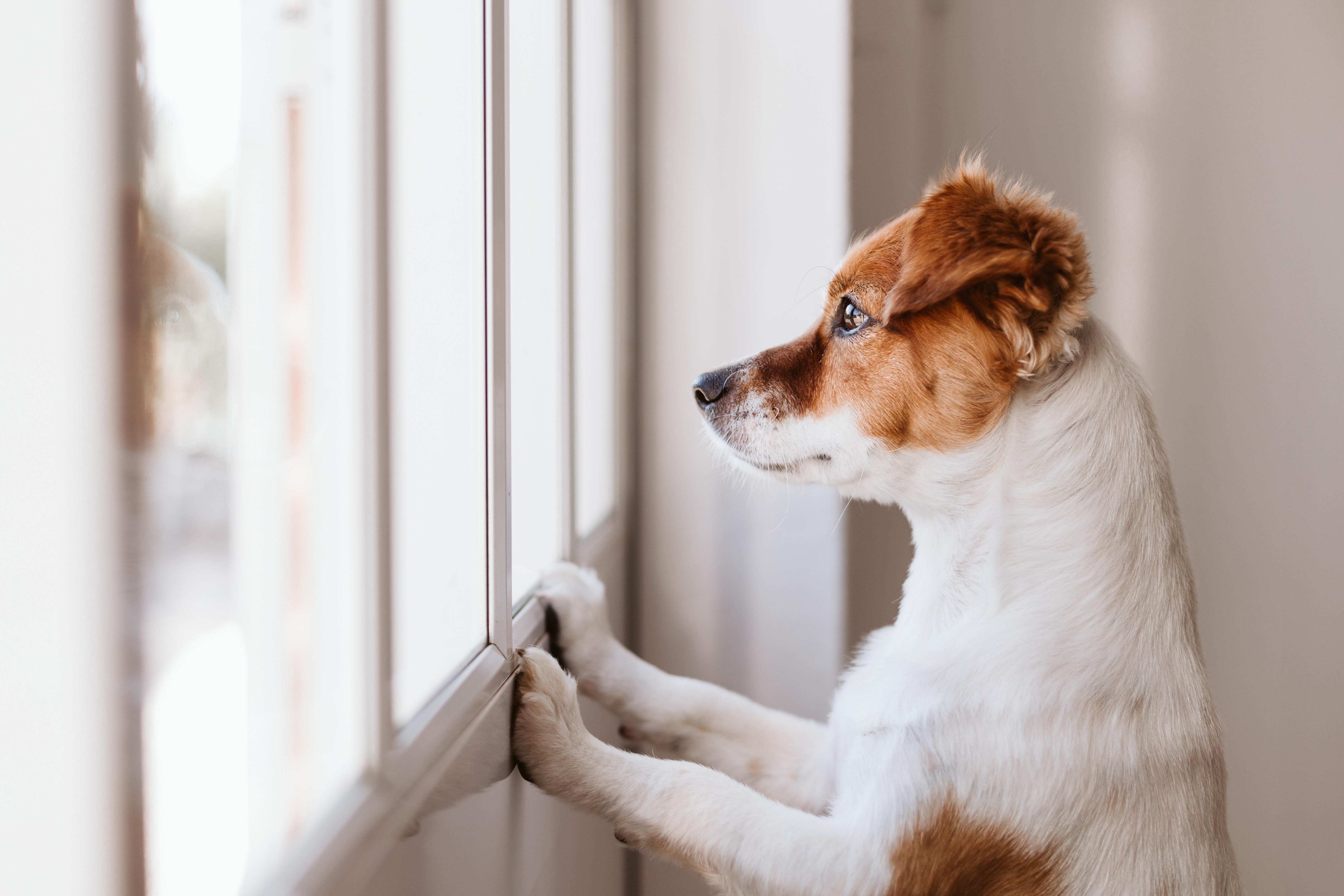 Verlatingsangst Hond Bach Bloesem Mix.jpeg