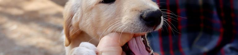 Hund das Beißen abgewöhnen (So geht's richtig)