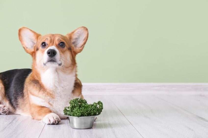 Hond en huisdier op dieet afvallen hond .jpg