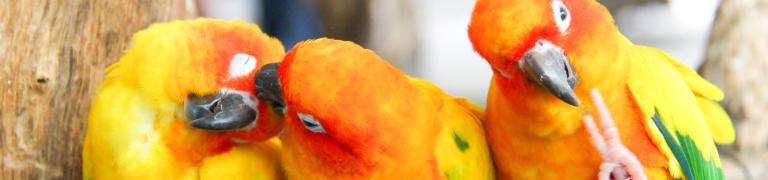 Vogels en kleine huisdieren