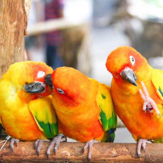 Bach Bloesem Mix Kleine dieren  op maat