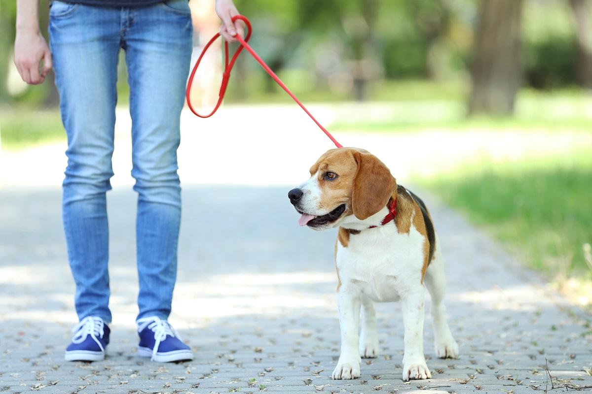 Hund angeleint.jpg